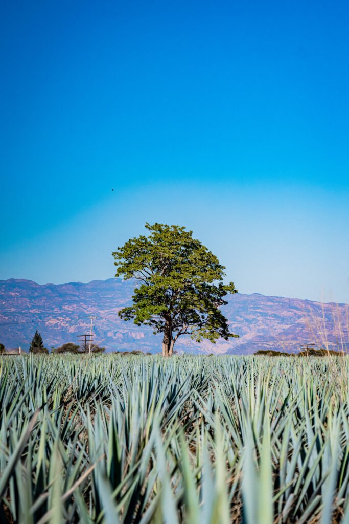 paisaje-agavero-azul-tequila-patrimonio-unesco
